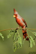 SONGBIRDS